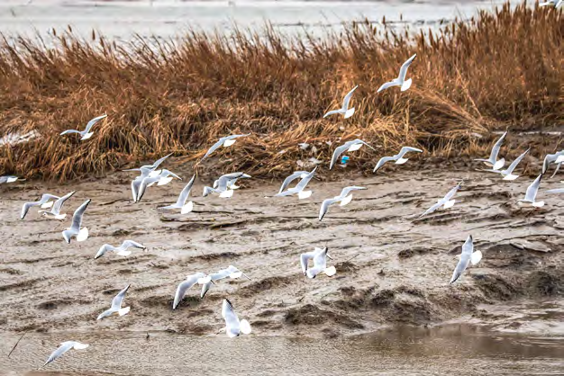 臨洪河濕地鳥兒在海灘飛翔覓食　邵光明攝.png